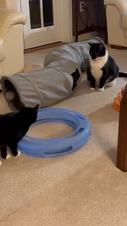 Enlarge MALITTA, a Adoptable Tuxedo in Delhi, ON video 4/6