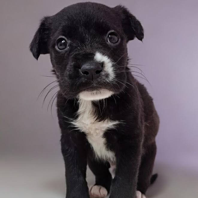 Declan, Adoptable, Puppy Male Retriever & Terrier.