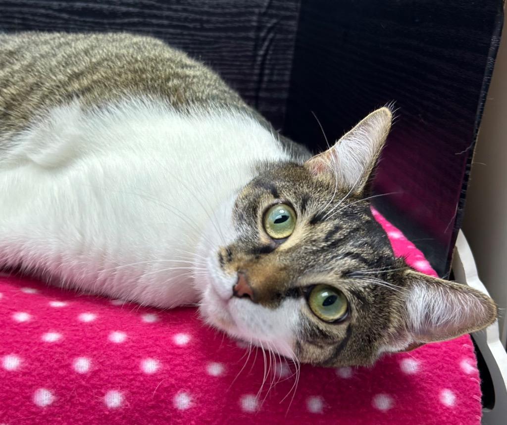 Patron, Adoptable, Adult Male Domestic Short Hair.