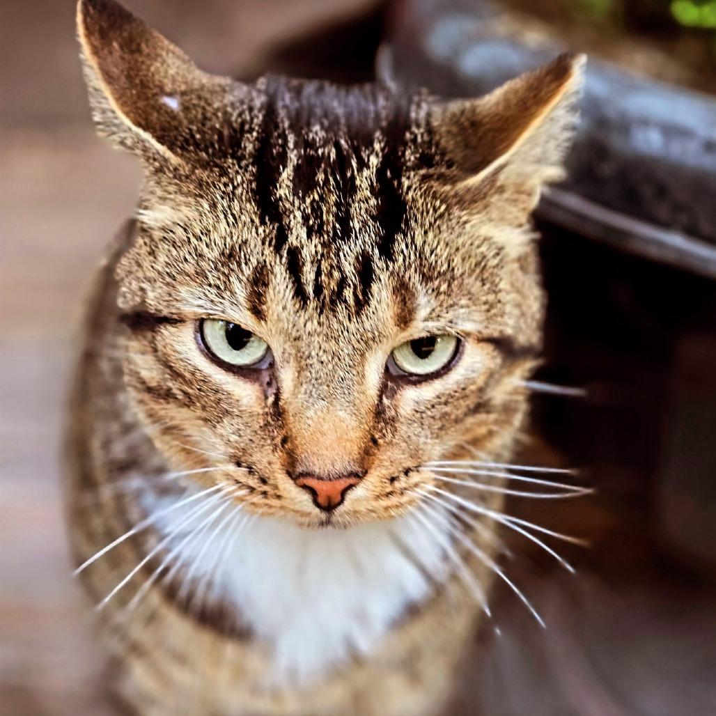 Enlarge Tiger, a Adoptable Domestic Short Hair in Winchester, VA image 1/2