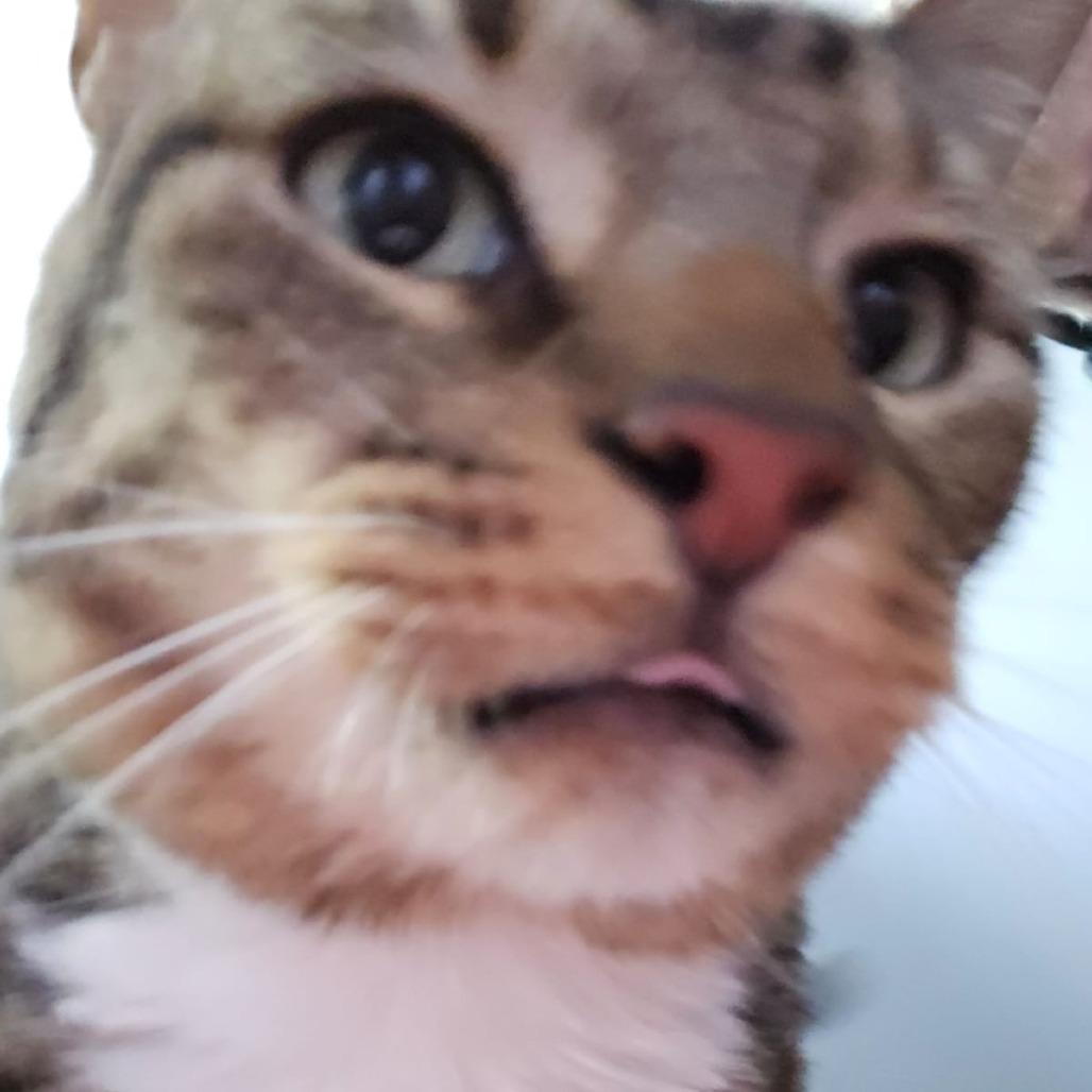 Tiger — thumbnail 2