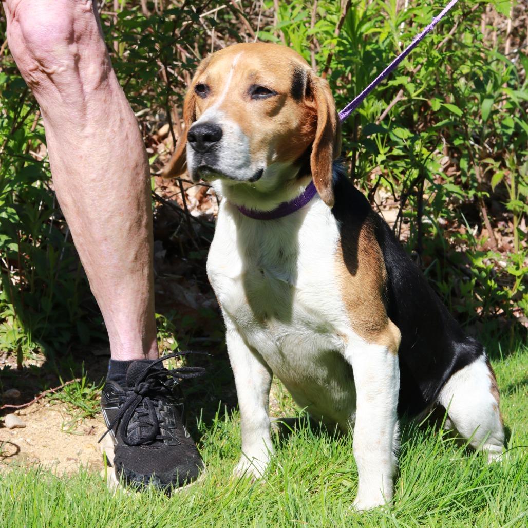 CT Fred, Adoptable, Adult Male Beagle.
