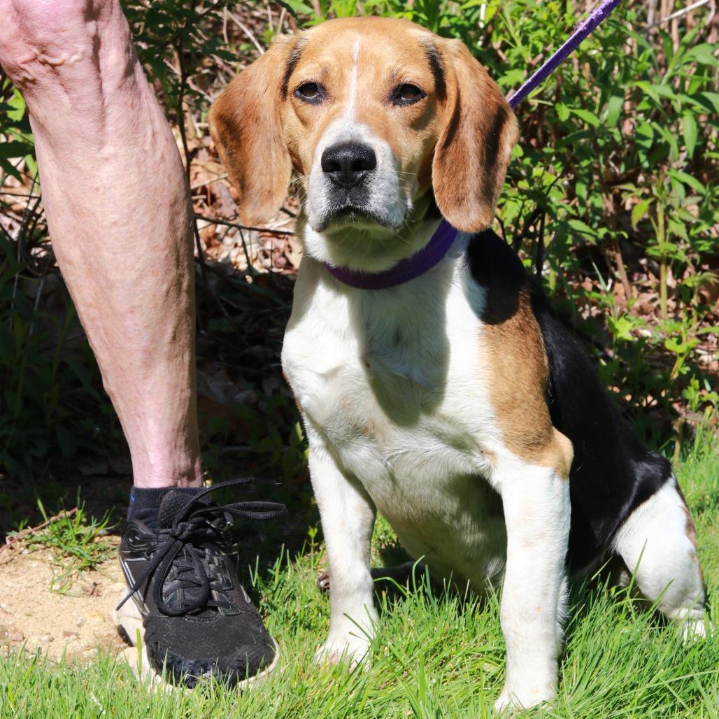 Enlarge CT Fred, a Adoptable Beagle in Eastford, CT image 2/6