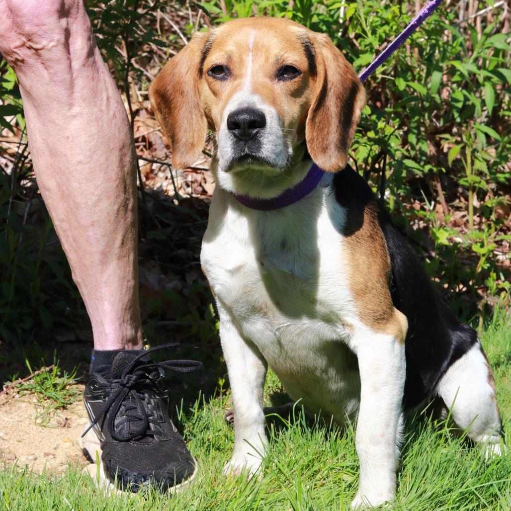 Enlarge CT Fred, a Adoptable Beagle in Eastford, CT image 3/6