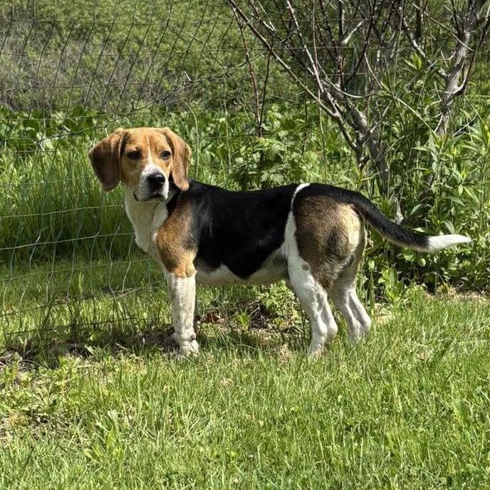Enlarge CT Fred, a Adoptable Beagle in Eastford, CT image 4/6