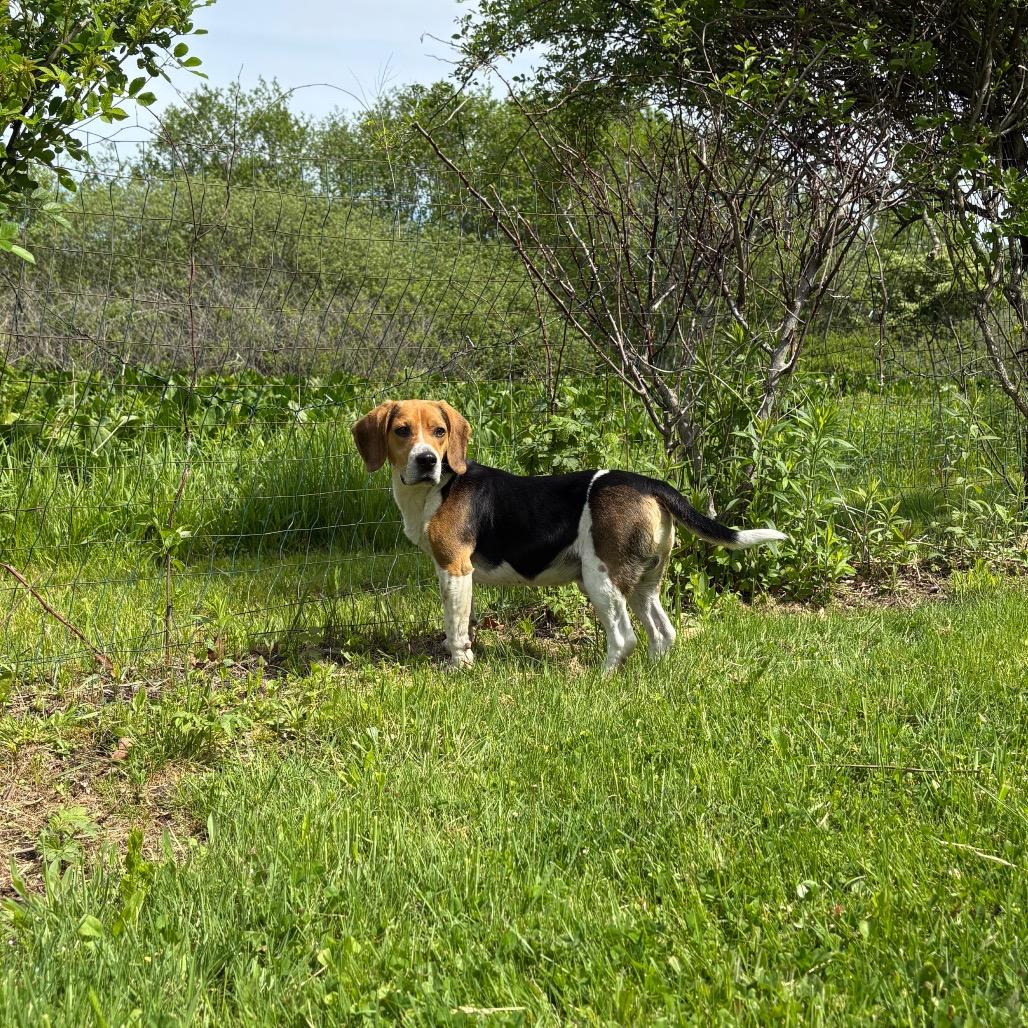 Enlarge CT Fred, a Adoptable Beagle in Eastford, CT image 5/6