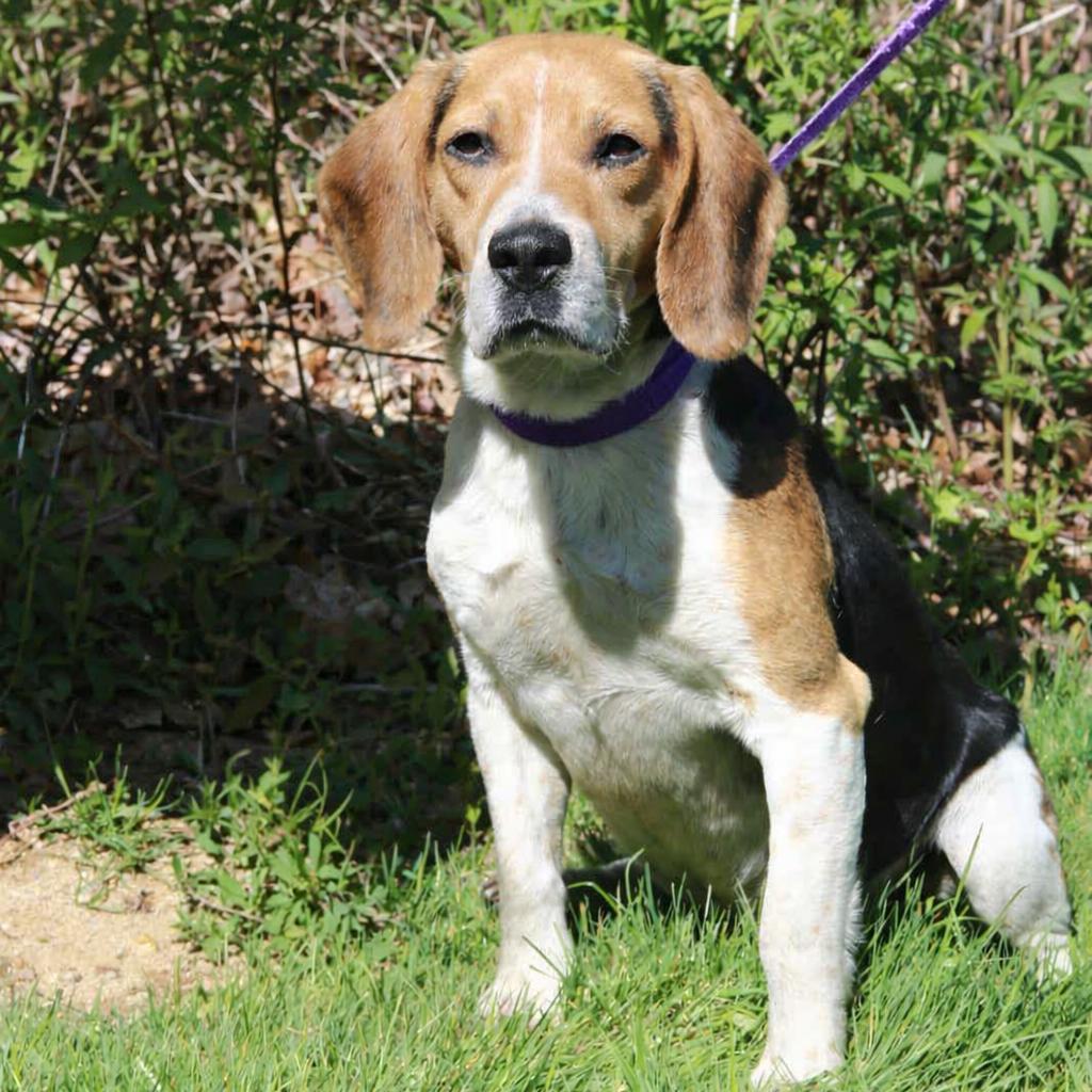Enlarge CT Fred, a Adoptable Beagle in Eastford, CT image 6/6