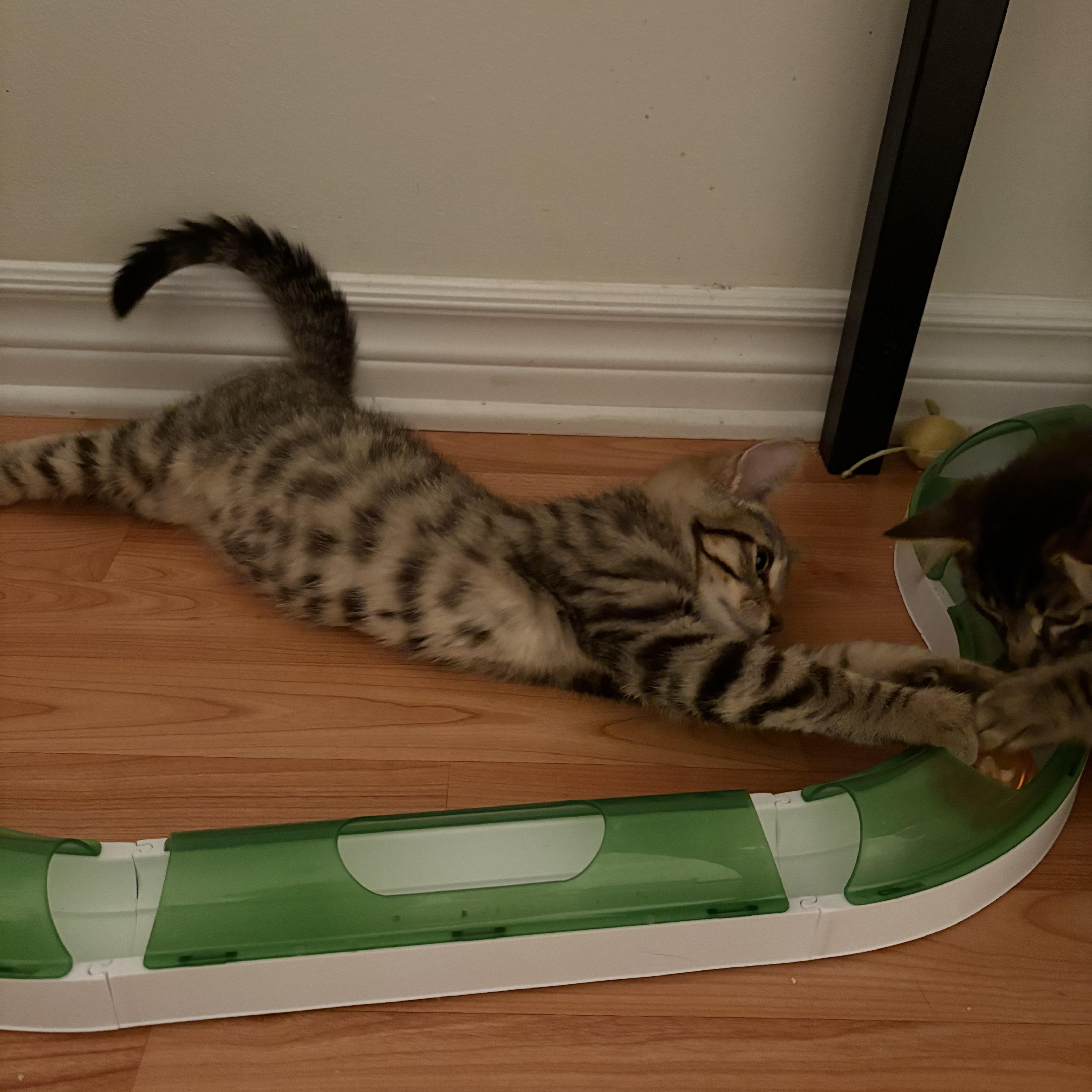 George, a ADOPTABLE Domestic Short Hair in Ottawa, ON image 6/6