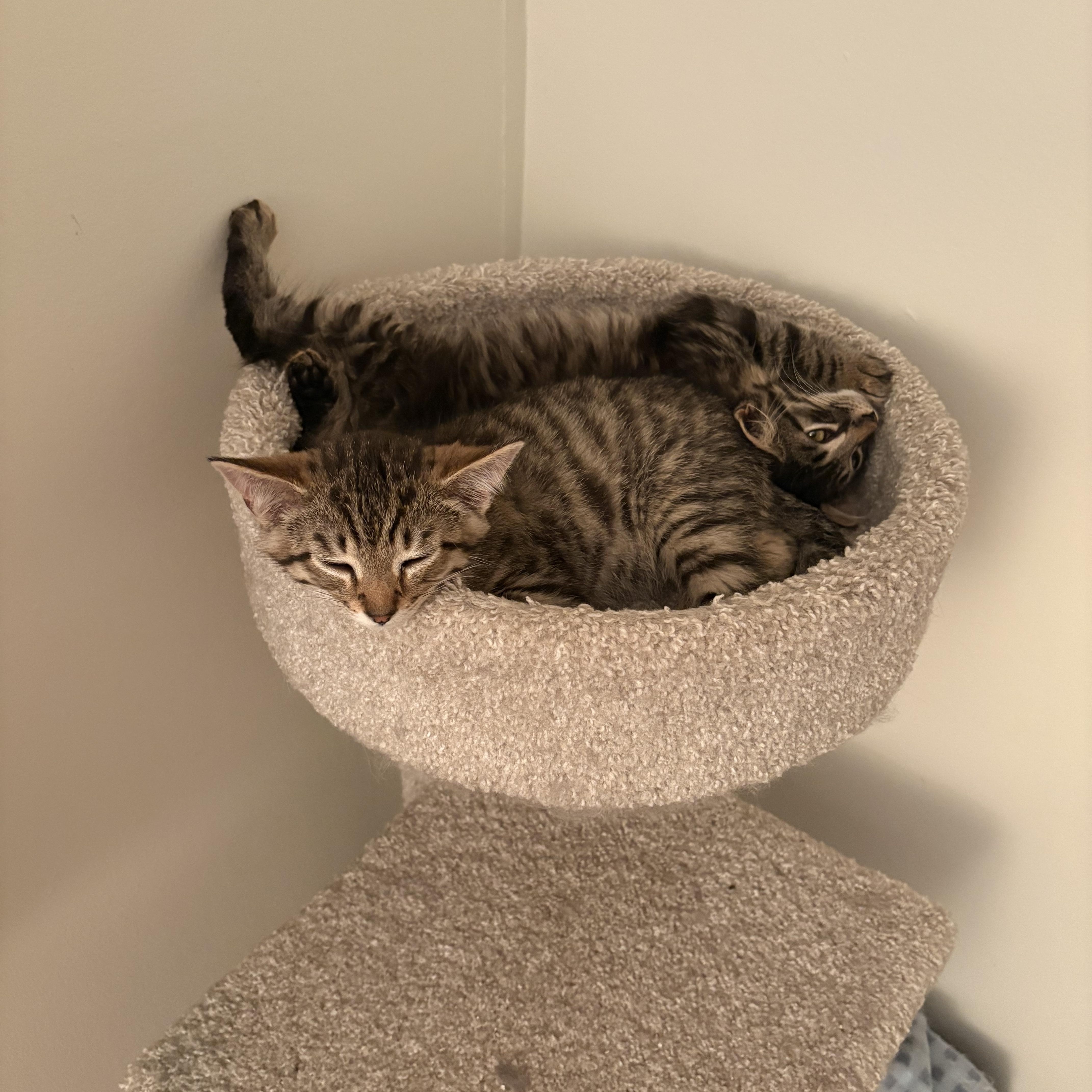 George, a ADOPTABLE Domestic Short Hair in Ottawa, ON image 4/6