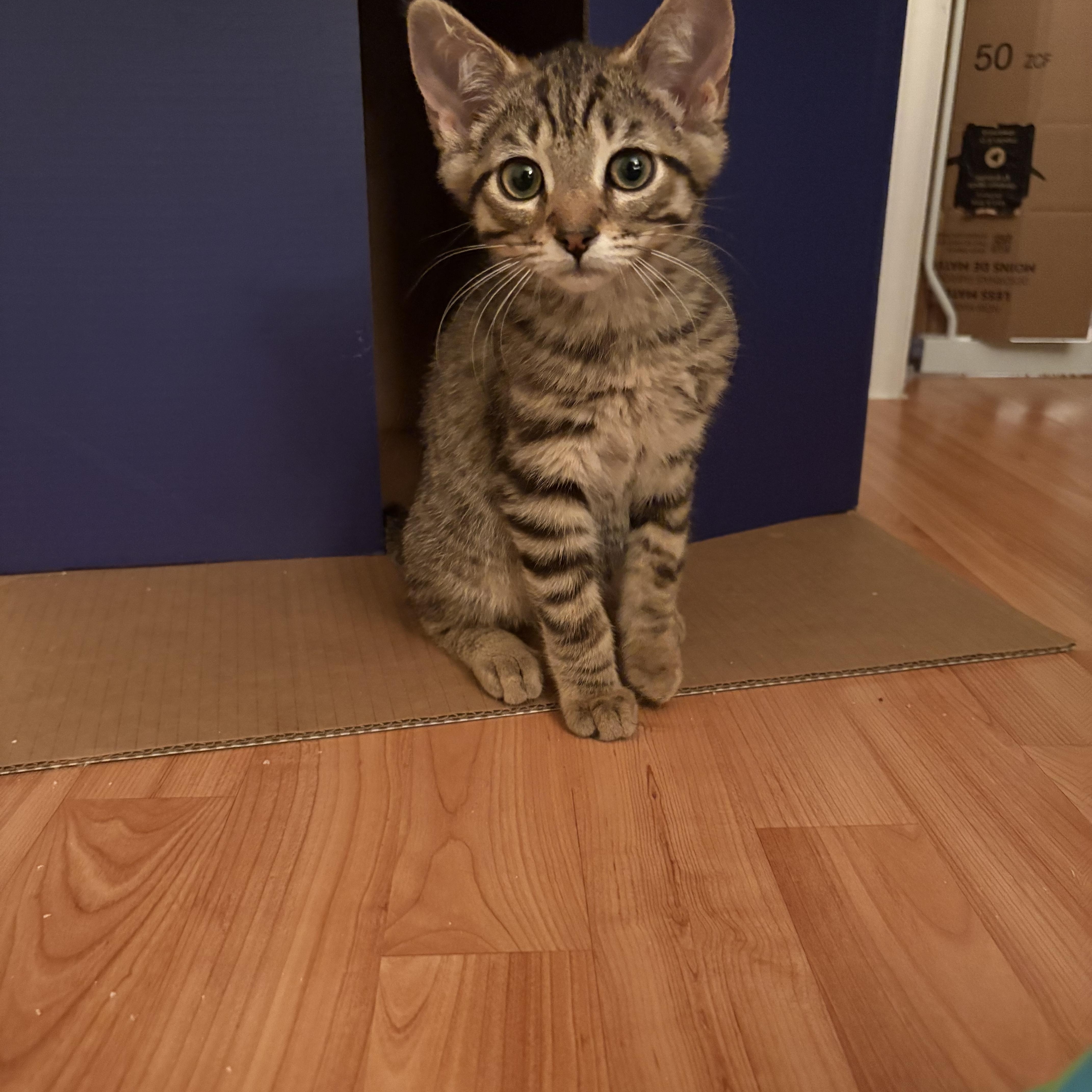 George, a ADOPTABLE Domestic Short Hair in Ottawa, ON image 5/6