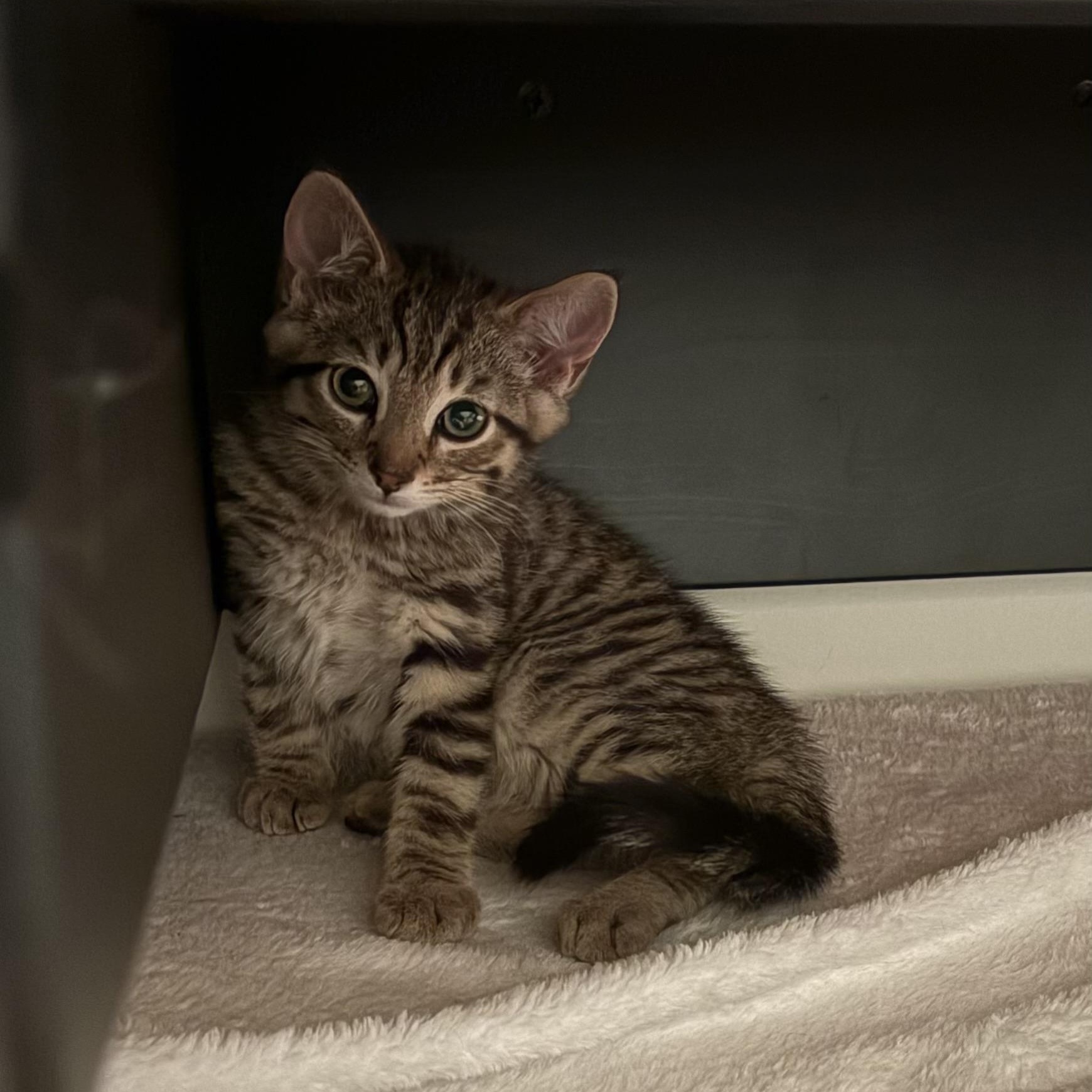 George, a ADOPTABLE Domestic Short Hair in Ottawa, ON image 1/6