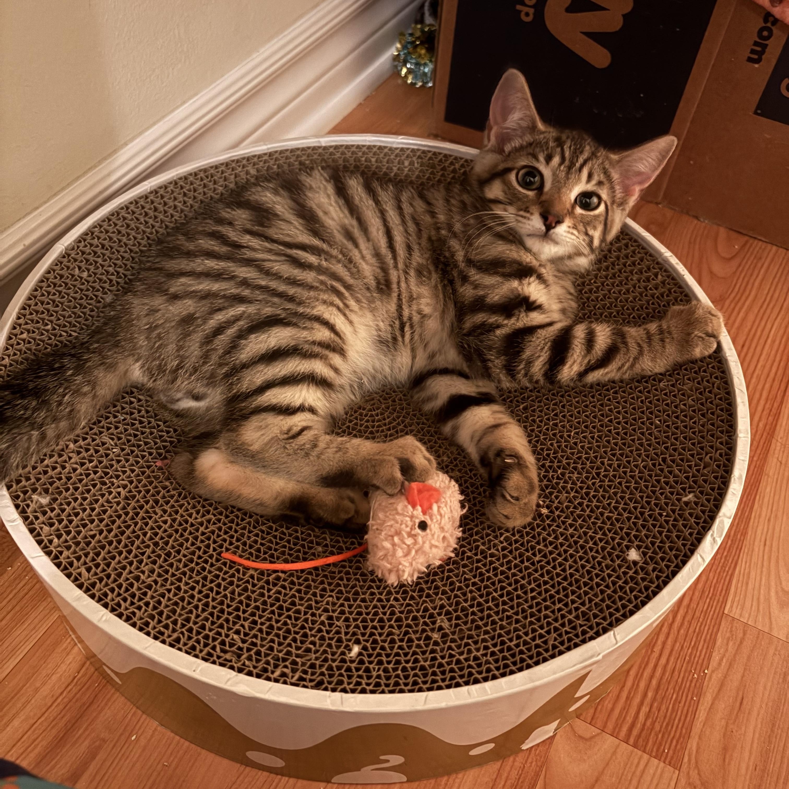 George, a ADOPTABLE Domestic Short Hair in Ottawa, ON image 3/6