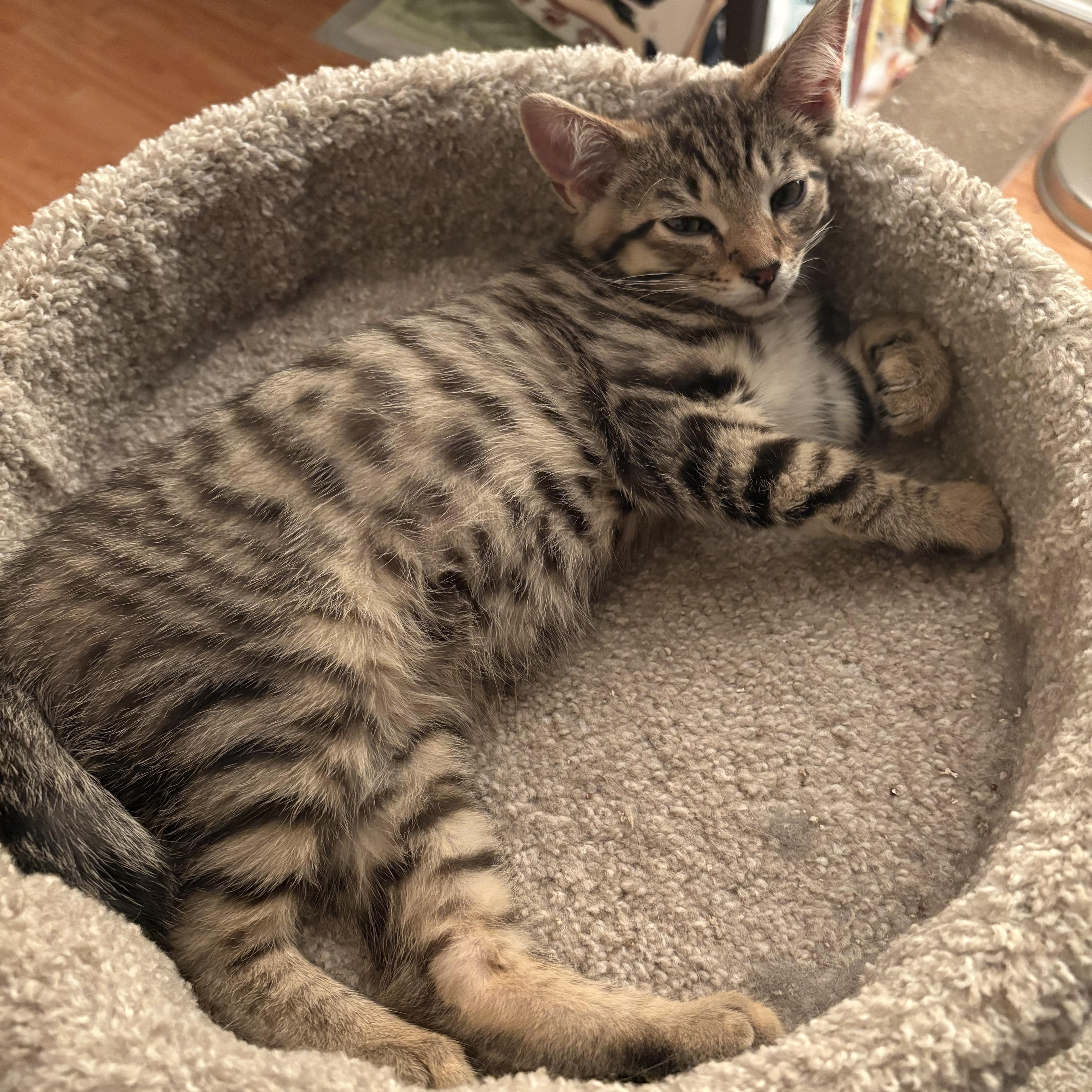George, a ADOPTABLE Domestic Short Hair in Ottawa, ON image 2/6