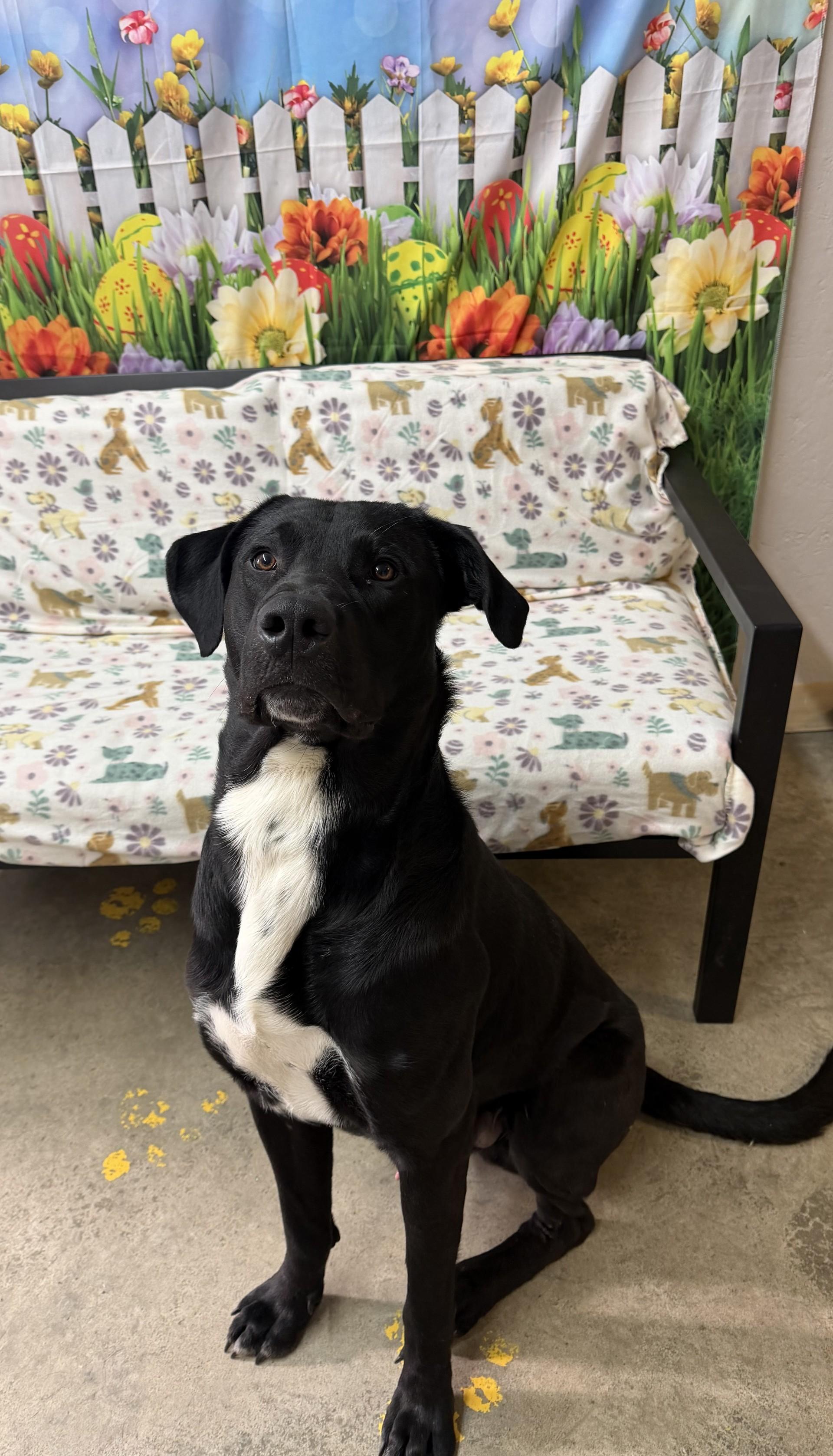 Diesel, ADOPTABLE, Adult Male Black Labrador Retriever & Great Dane.