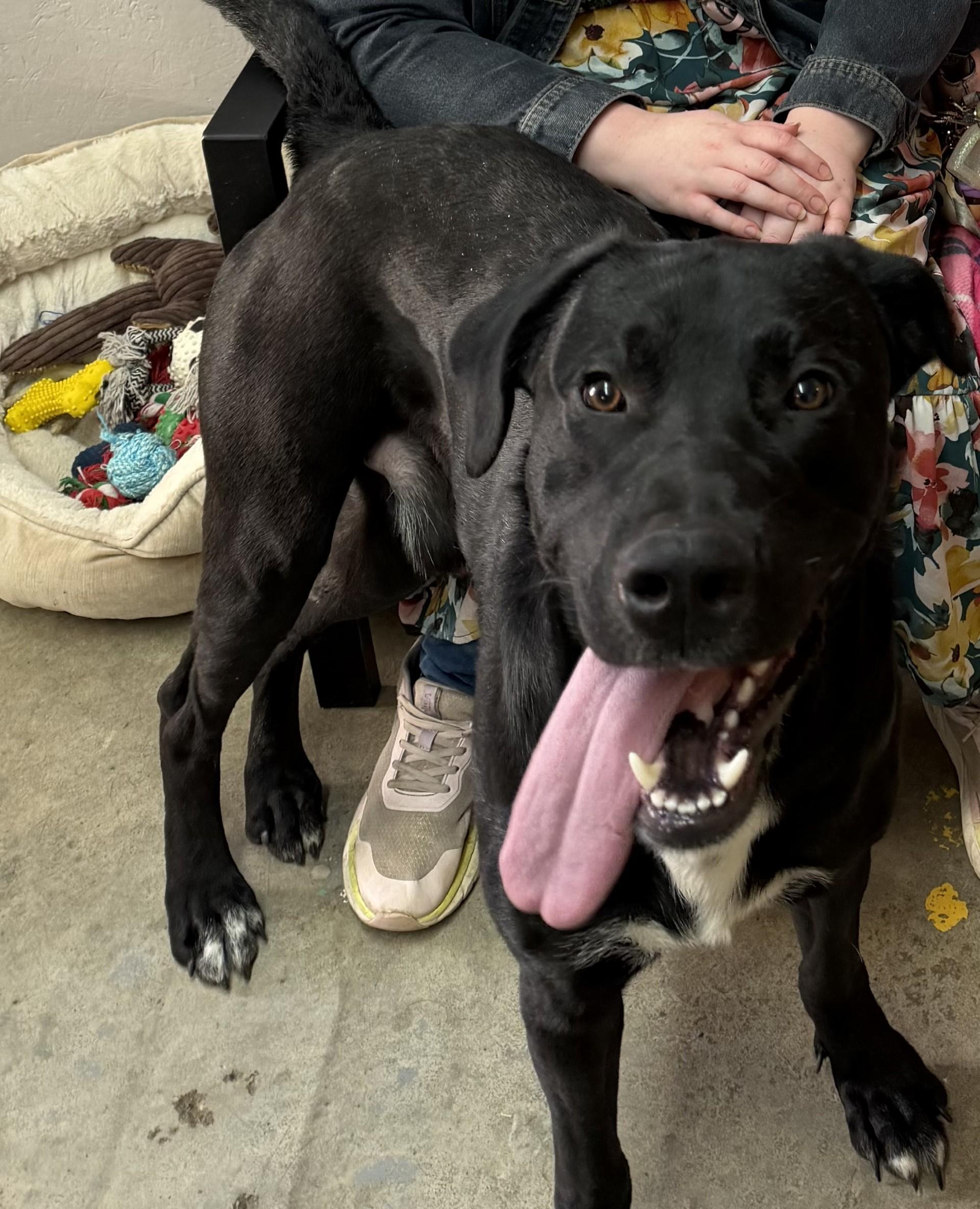 Enlarge Diesel, an adopted mixed breed in Grove, OK image 2/3