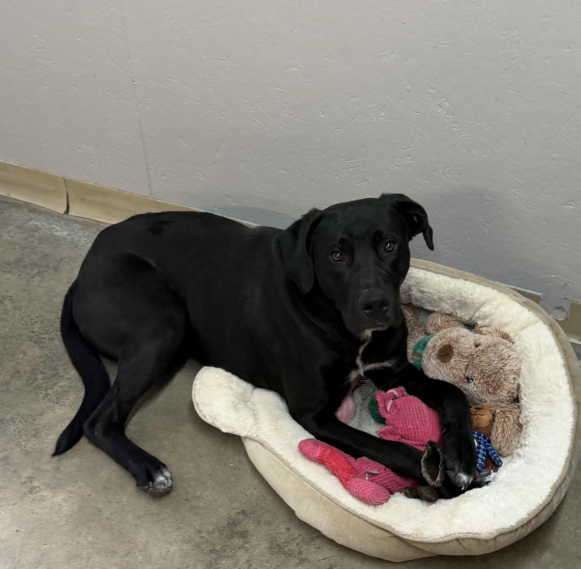 Enlarge Diesel, an adopted mixed breed in Grove, OK image 3/3