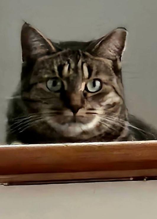 Cinnamon, a Adoptable Tabby in London, ON image 5/6