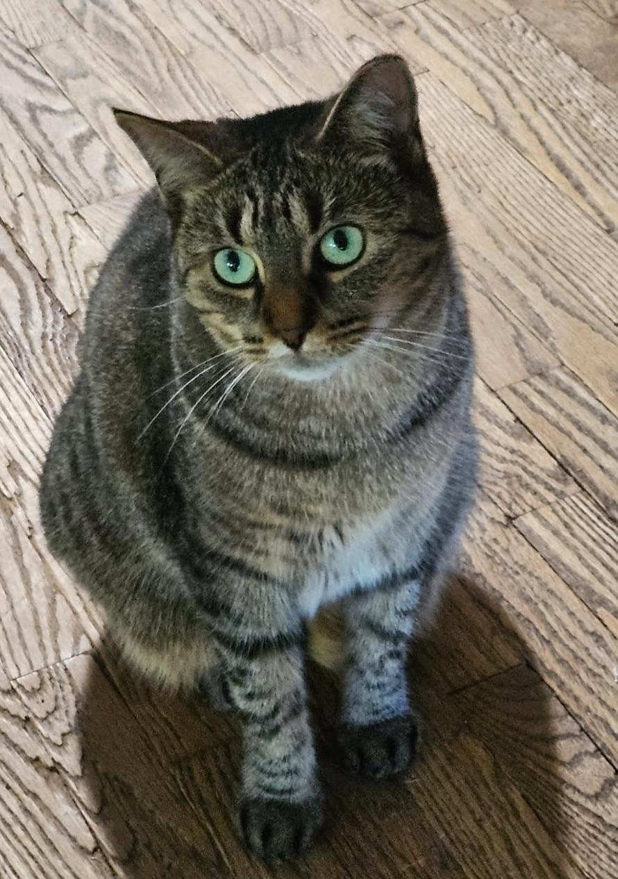 Cinnamon, a Adoptable Tabby in London, ON image 2/6