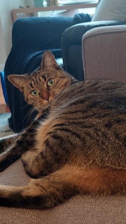 Cinnamon, a Adoptable Tabby in London, ON image 6/6