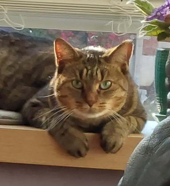 Cinnamon, a Adoptable Tabby in London, ON image 1/6