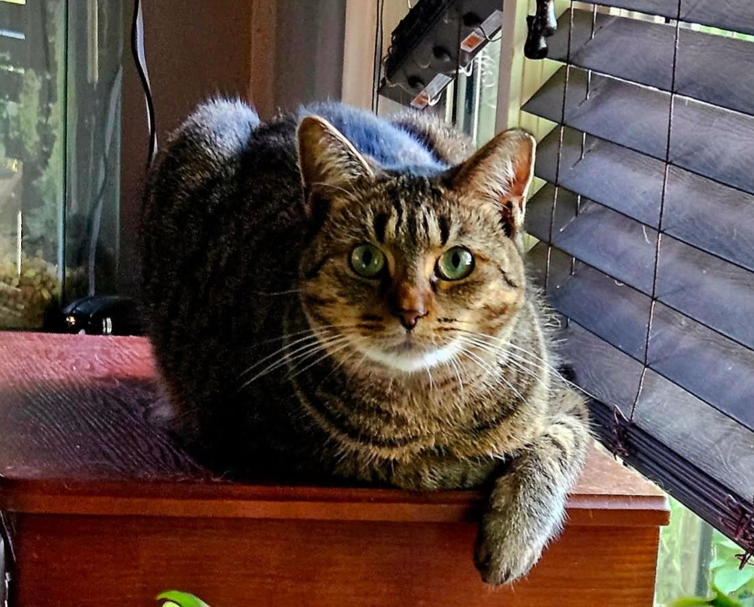 Cinnamon, a Adoptable Tabby in London, ON image 4/6