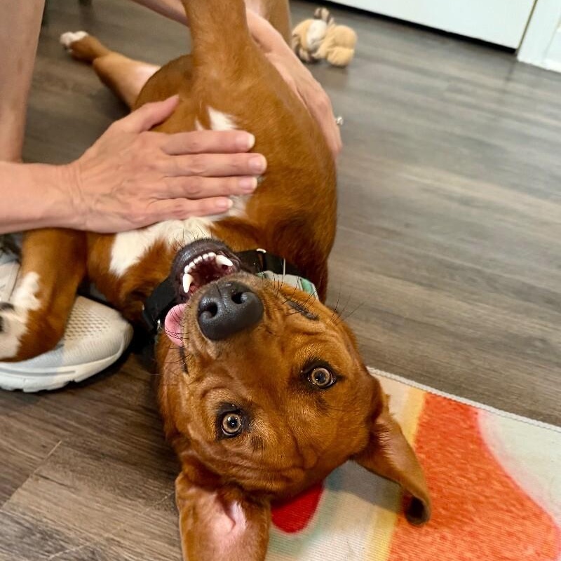 Charlie Brown Belly Rub King 6