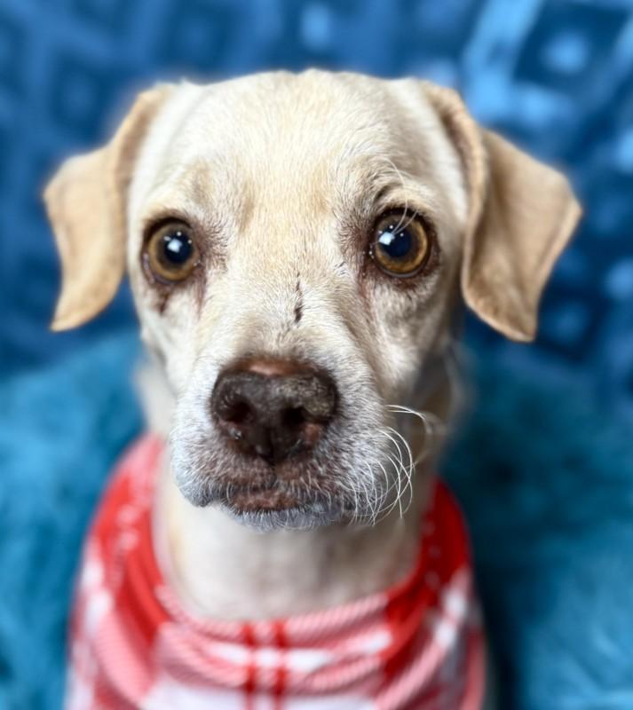 Tucker! Walks around with a ball in his mouth, loves people with all his heart!