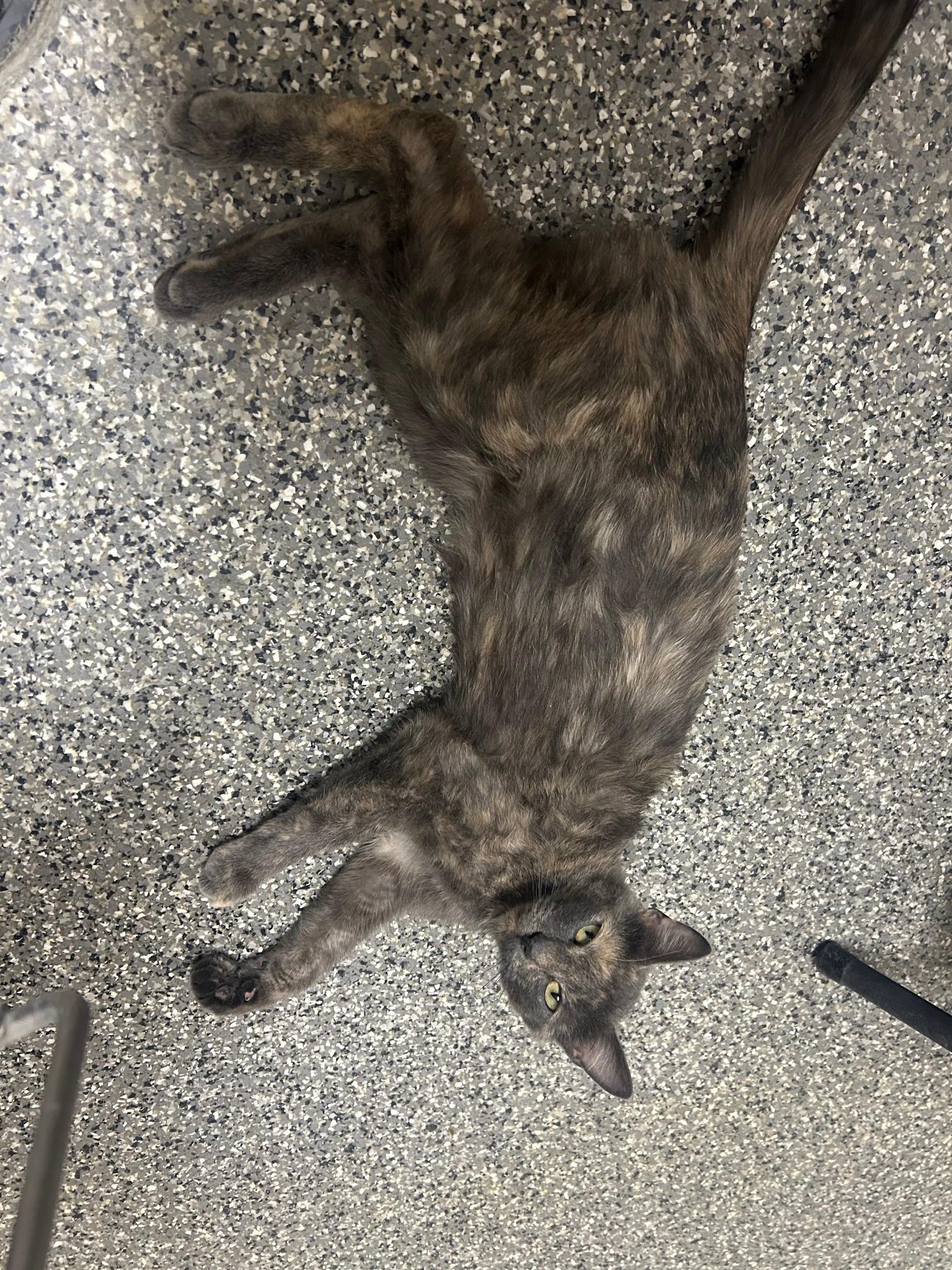 Elma, an adoptable Domestic Short Hair in Homer, AK image 2/3