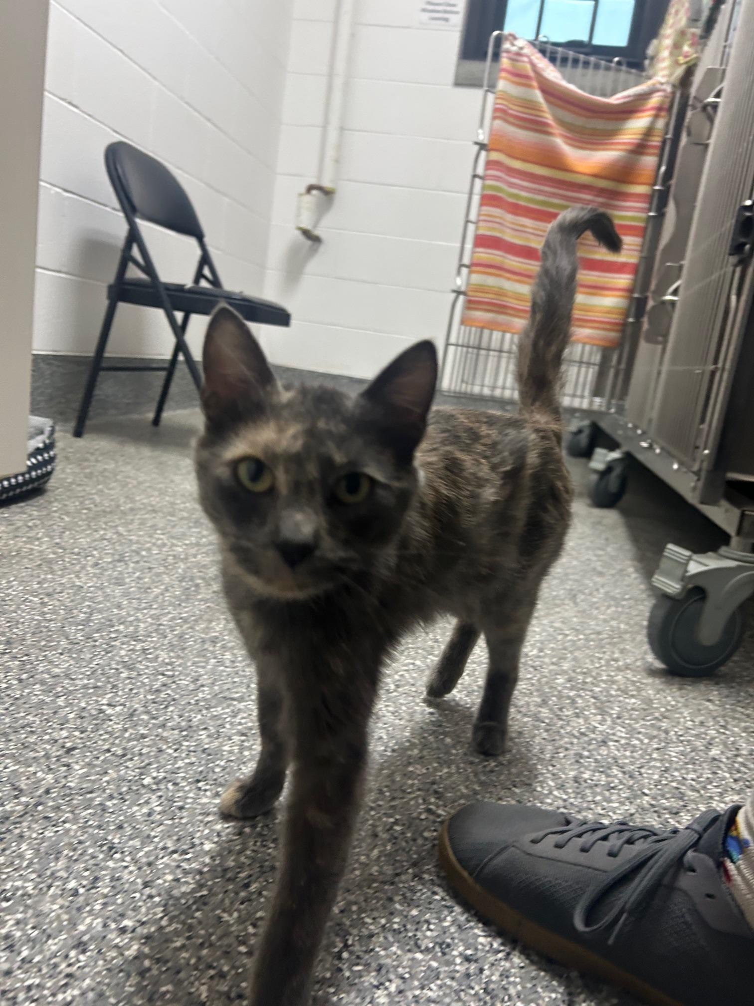 Elma, an adoptable Domestic Short Hair in Homer, AK image 3/3