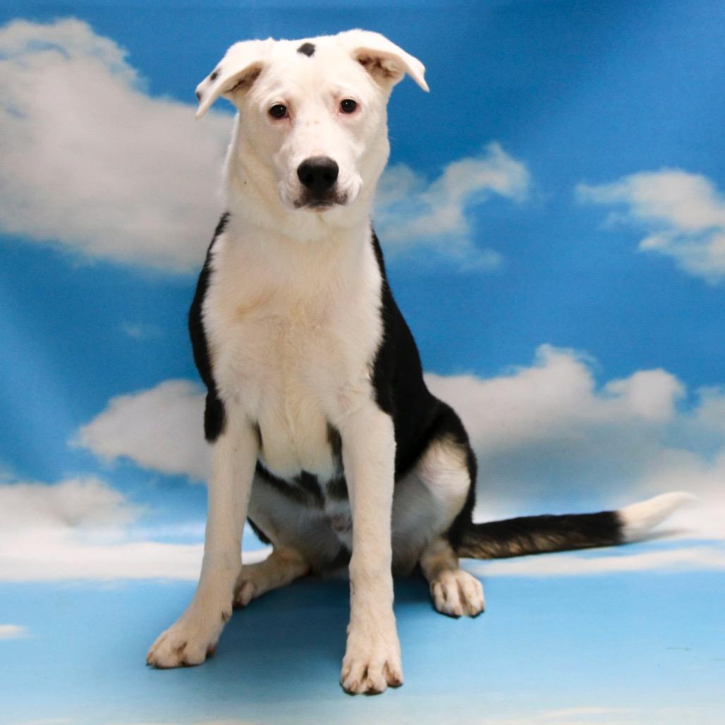 Skeeter, a Adoptable mixed breed in Casa Grande, AZ image 2/3