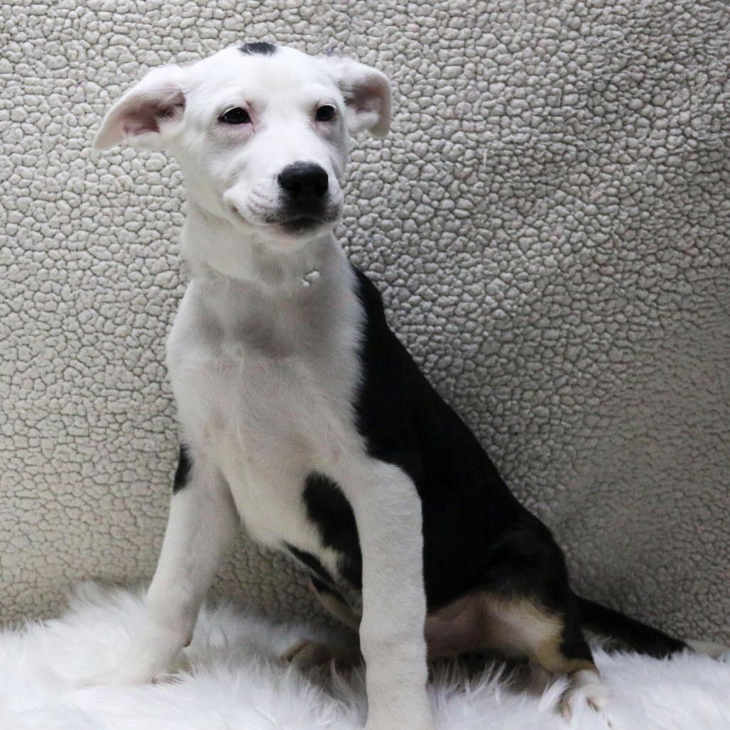Skeeter, a Adoptable mixed breed in Casa Grande, AZ image 3/3