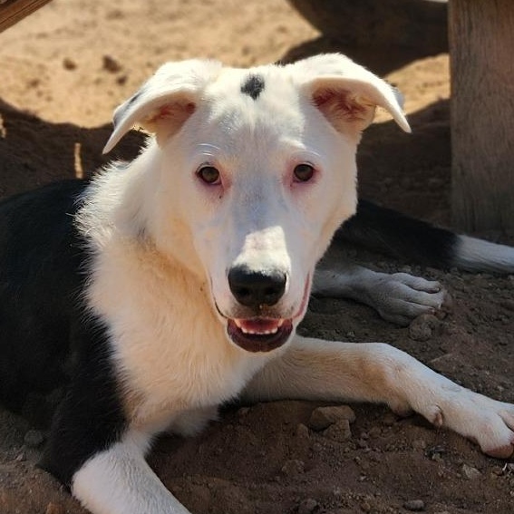 Skeeter, Adoptable, Young Male Great Pyrenees.