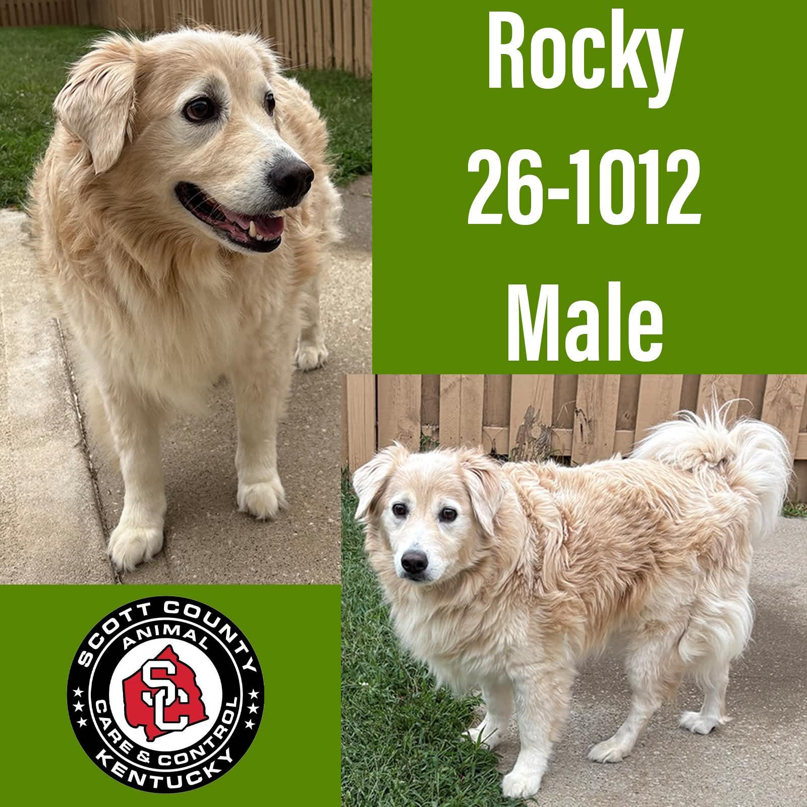 Rocky, Adoptable, Adult Male Golden Retriever.