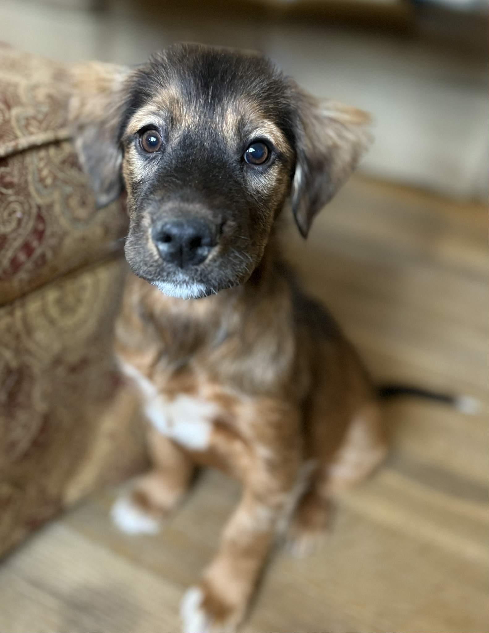 Narwhal, adopted, Puppy Male Australian Shepherd & Pit Bull Terrier.