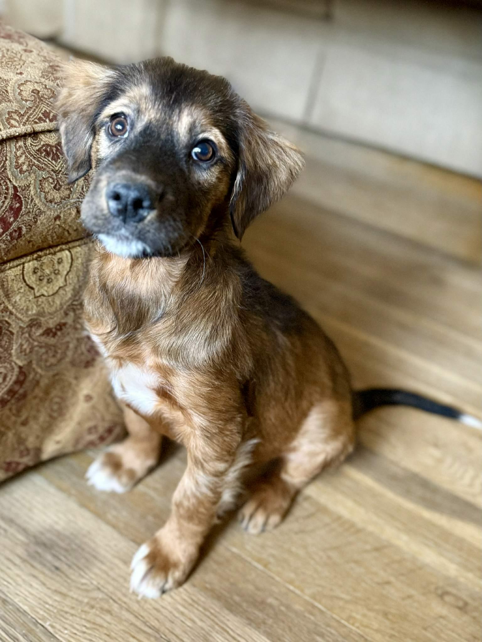 Narwhal, an adopted mixed breed in Millersville, MD image 3/3