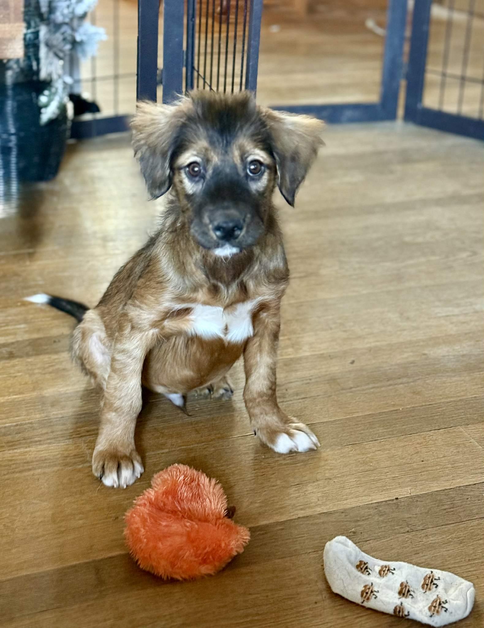 Narwhal, an adopted mixed breed in Millersville, MD image 2/3