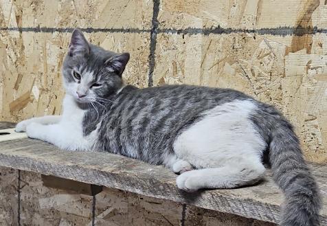 Enlarge Oatmeal, a Adoptable Domestic Short Hair in Stockholm, WI image 3/5