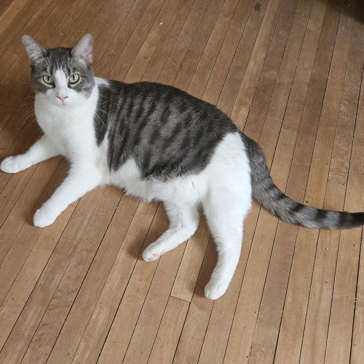 Oatmeal, a Adoptable Domestic Short Hair in Stockholm, WI image 6/6