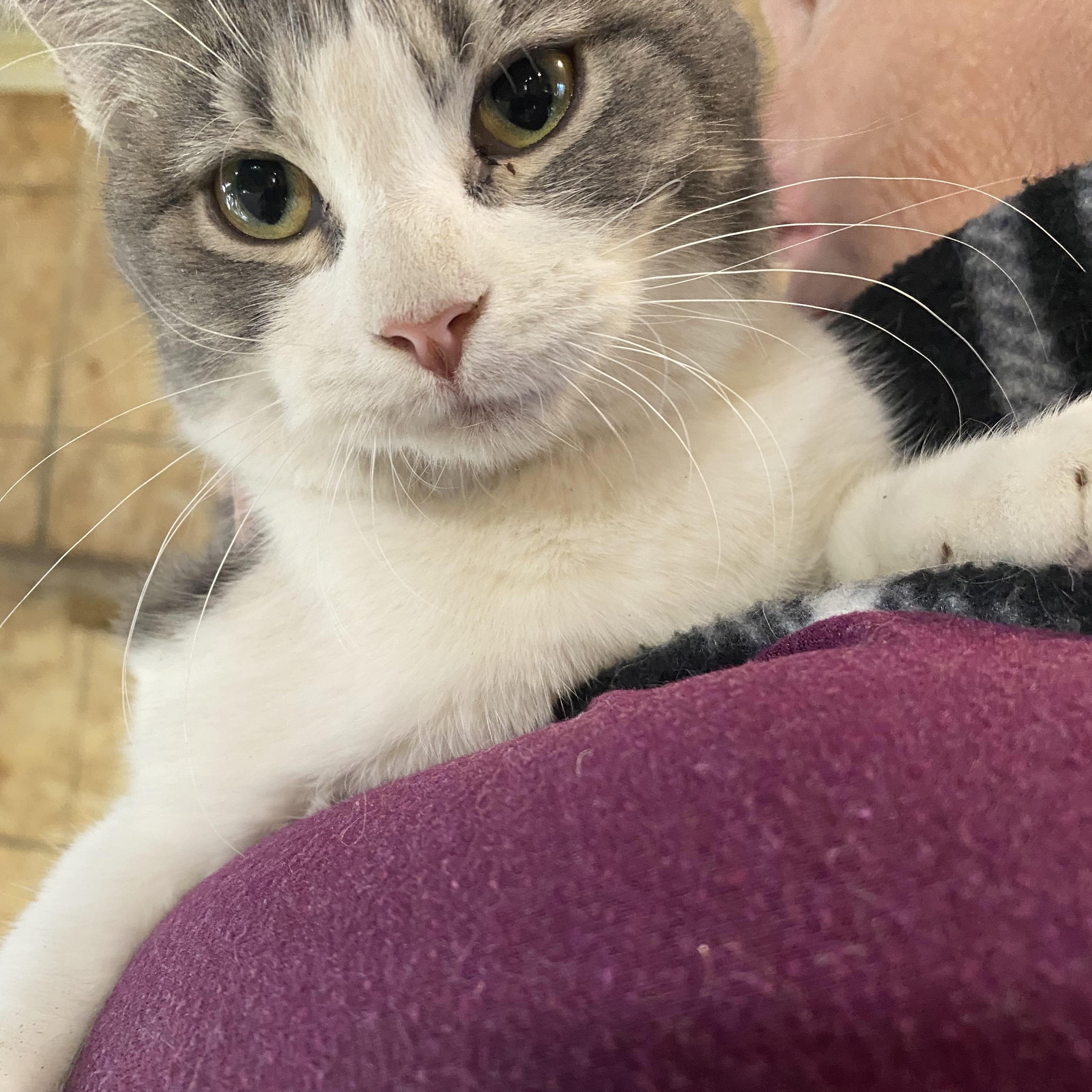 Enlarge Oatmeal, a Adoptable Domestic Short Hair in Stockholm, WI image 4/5