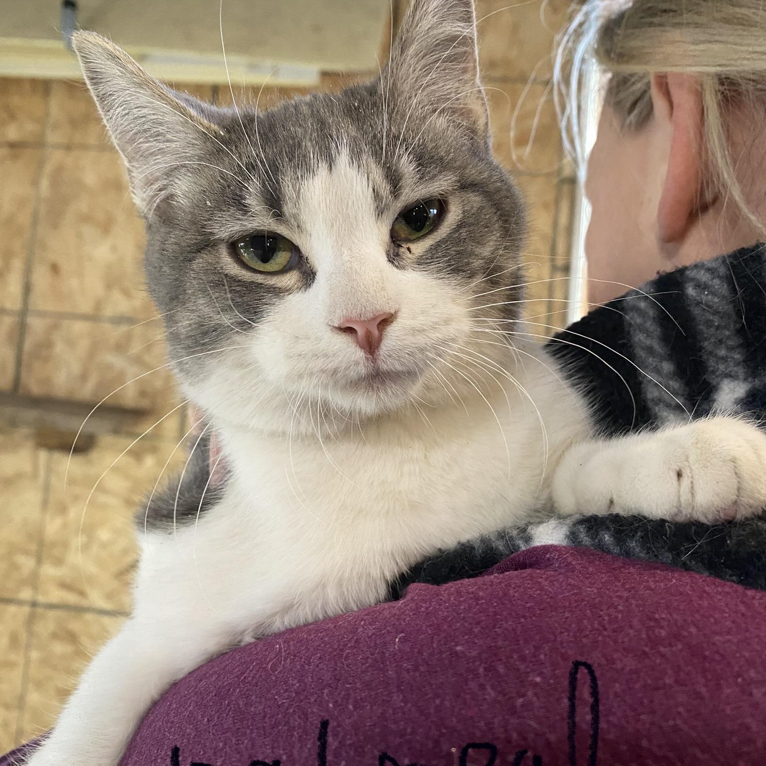 Enlarge Oatmeal, a Adoptable Domestic Short Hair in Stockholm, WI image 1/5