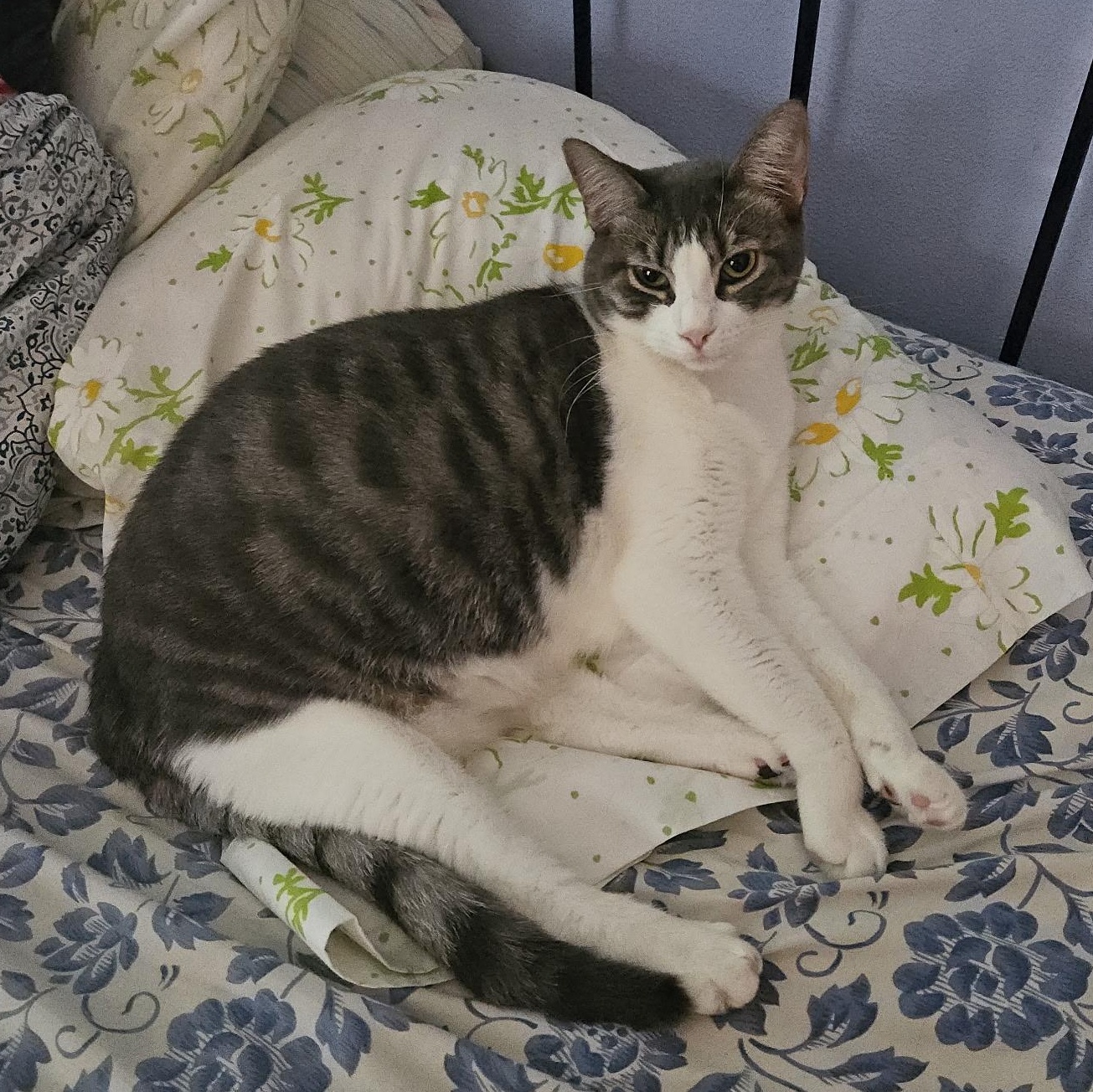 Enlarge Oatmeal, a Adoptable Domestic Short Hair in Stockholm, WI image 5/5