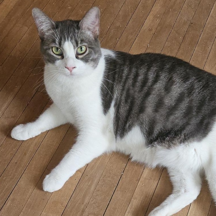 Oatmeal, Adoptable, Young Female Domestic Short Hair.