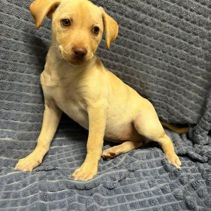 Enlarge Coco, a Adopted Labrador Retriever in Union Beach, NJ image 1/1