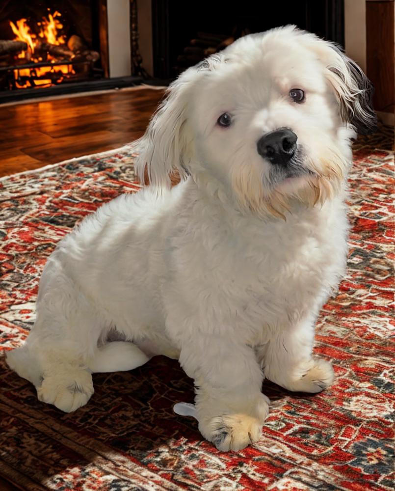 Snoopy, Adoptable, Young Male Old English Sheepdog & Poodle.
