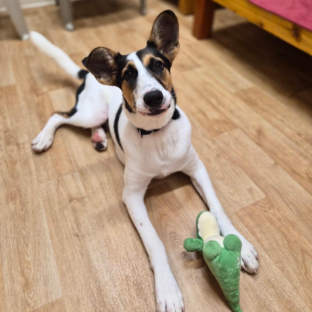Enlarge Zeke, a Adoptable mixed breed in Woodstock, IL image 1/6