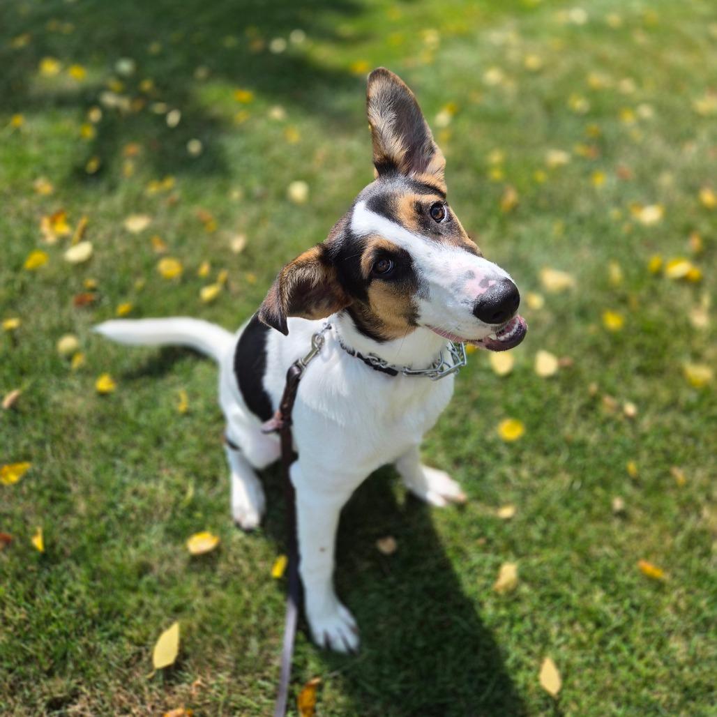 Enlarge Zeke, a Adoptable mixed breed in Woodstock, IL image 2/6