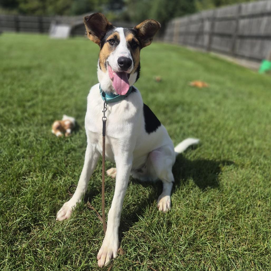 Enlarge Zeke, a Adoptable mixed breed in Woodstock, IL image 3/6