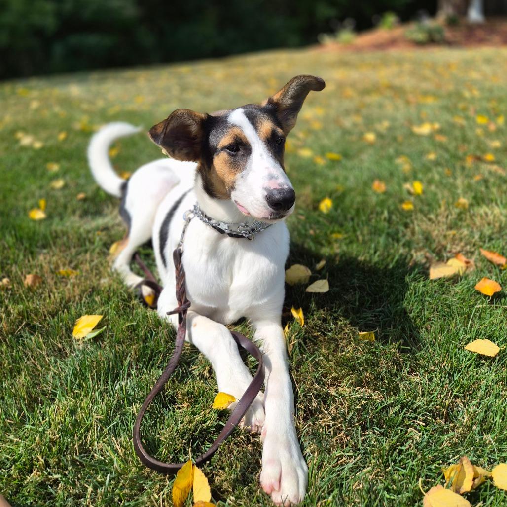 Enlarge Zeke, a Adoptable mixed breed in Woodstock, IL image 4/6