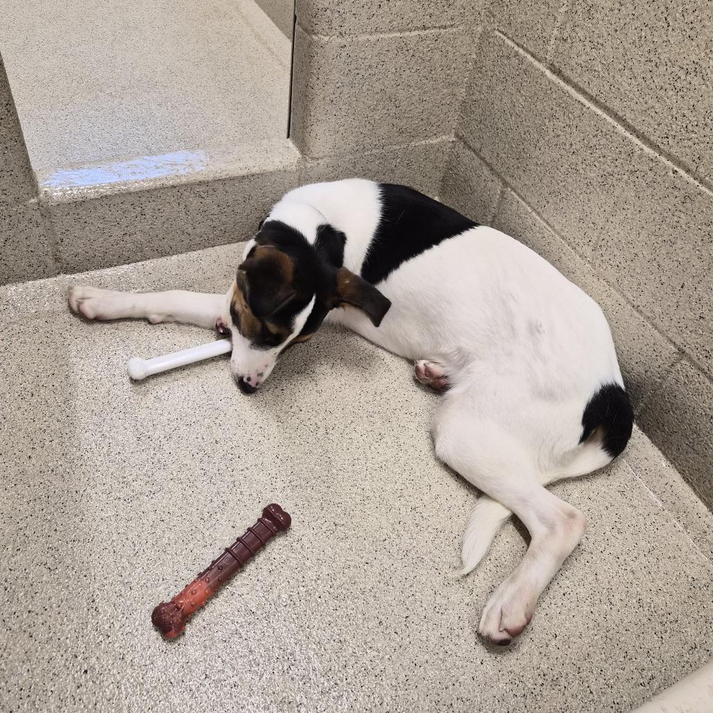Zeke, Adoptable, Young Male Mixed Breed & Mixed Breed.