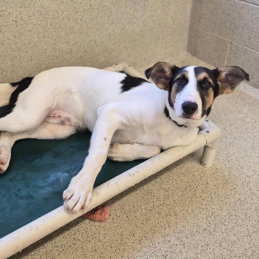 Zeke, a Adoptable mixed breed in Woodstock, IL image 2/6